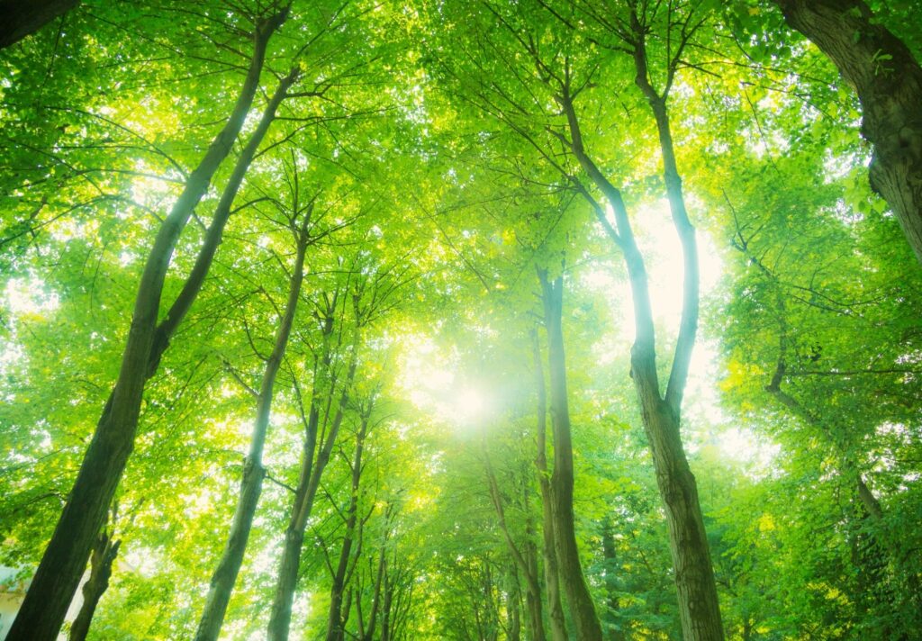 Sunlight filtering through a lush green forest canopy with tall, slender trees